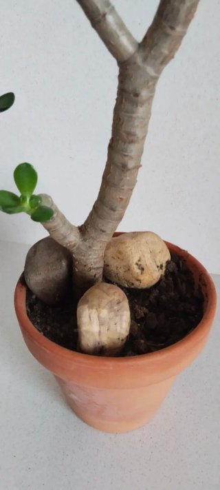 Maceta barro con Árbol Jade 40cm alto