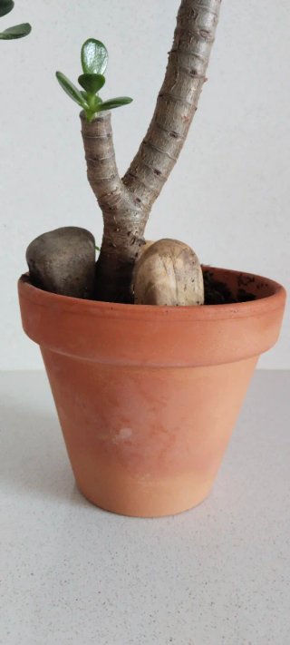 Maceta barro con Árbol Jade 40cm alto