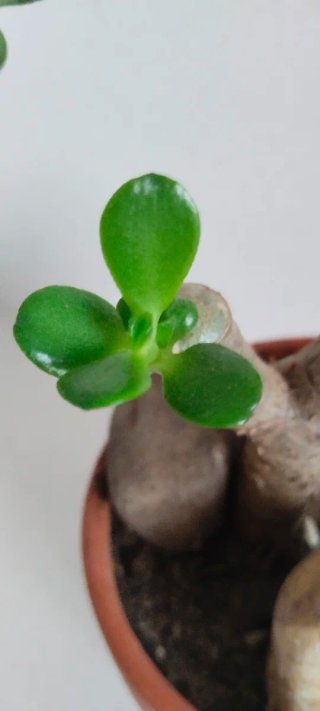 Maceta barro con Árbol Jade 40cm alto