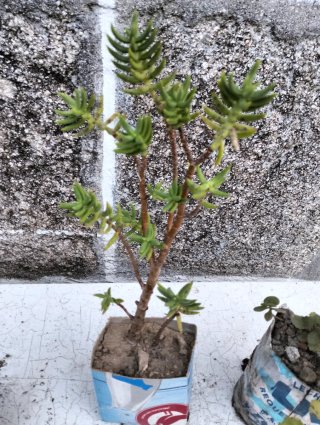 Lote de 4 plantas variadas