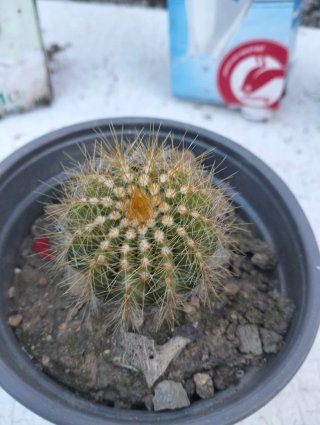 Lote de 4 plantas variadas