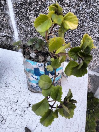 Lote de 4 plantas variadas