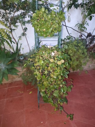 Estantería metálica verde para jardín 28x22x145cm