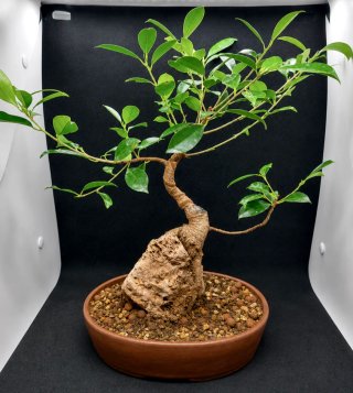 Bonsái Ficus