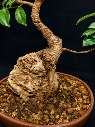 Bonsái Ficus