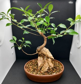 Bonsái Ficus