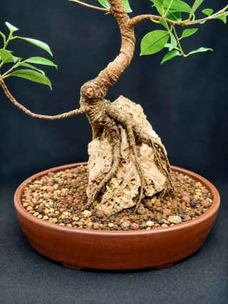 Bonsái Ficus