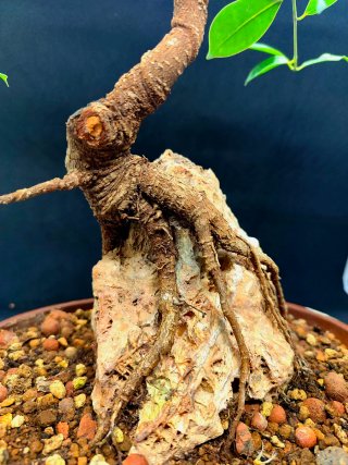 Bonsái Ficus