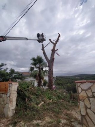 Poda y limpieza parcelas jardines