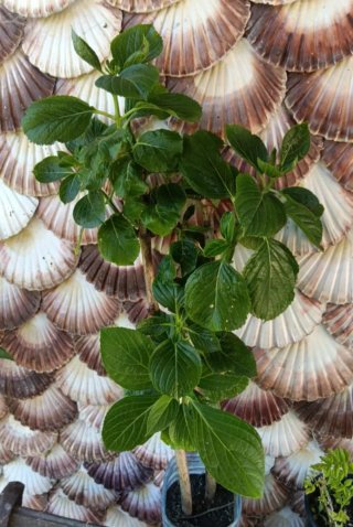 Hortensias rosas enraizadas