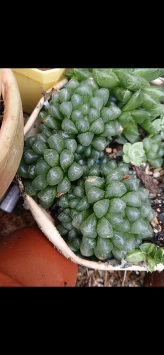 Planta Haworthia