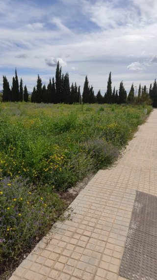 limpiamos desbrozador Campos parcelas 624102310