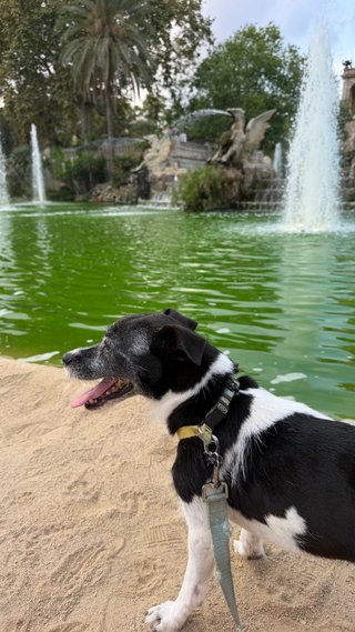 Paseadora de perros