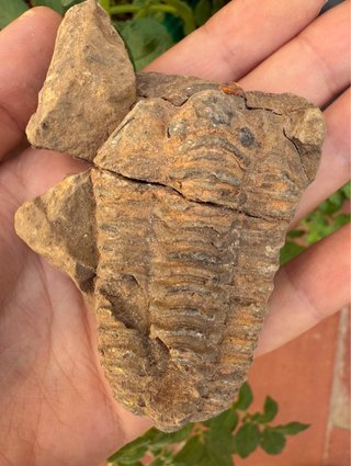 Fósil Trilobites Auténtico