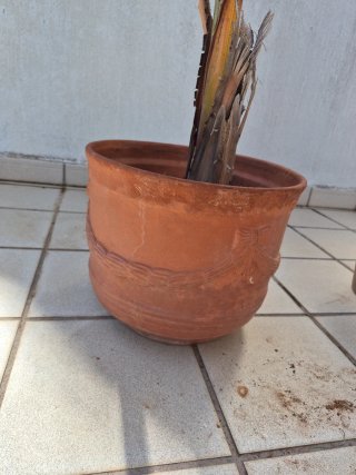 Planta de ave del paraíso en maceta