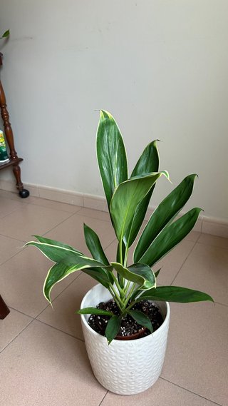 Cordiline Conga o planta de la buena suerte