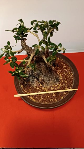 Bonsai Ullastre Mallorquin tamaño Shohin