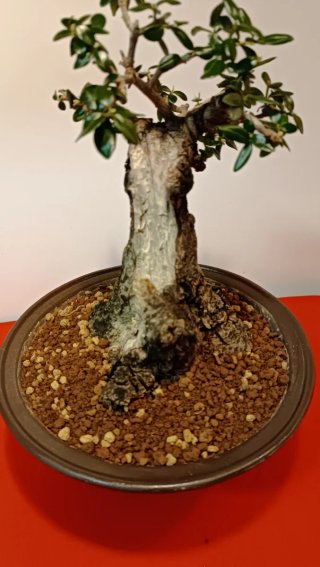 Bonsai Ullastre Mallorquin tamaño Shohin