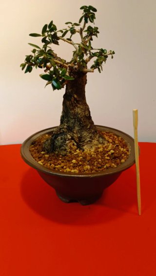 Bonsai Ullastre Mallorquin tamaño Shohin