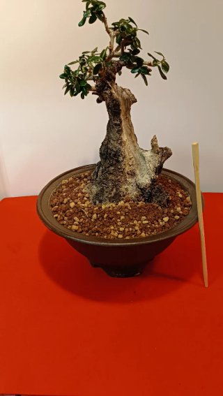 Bonsai Ullastre Mallorquin tamaño Shohin