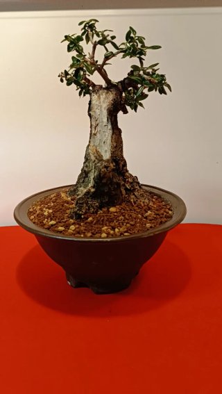 Bonsai Ullastre Mallorquin tamaño Shohin