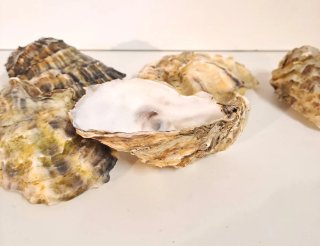 Lote 5 Bebederos Ostras Reptiles
