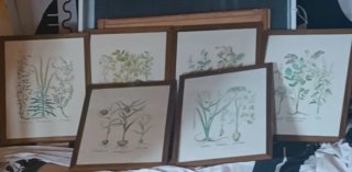 Set de 6 láminas botánicas