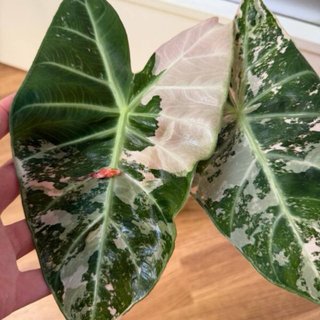 Alocasia Pink Dragon albo cormo