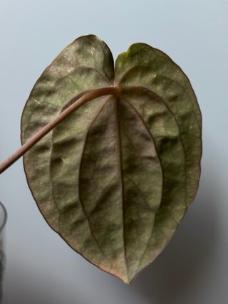 Anthurium Papillilaminum Clon Enraizado