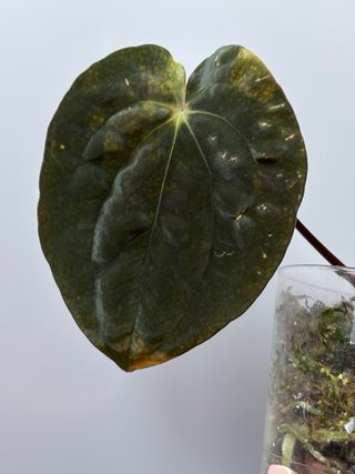 Anthurium Papillilaminum Clon Enraizado