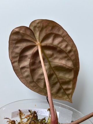 Anthurium Papillilaminum Clon Enraizado