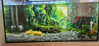 Acuario LEDDY 75 con Filtro y Enfriador