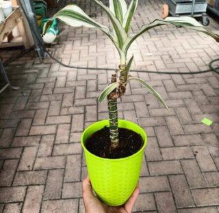 Dracaena Fragrans 25-50cm