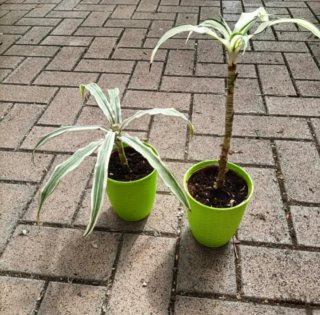 Dracaena Fragrans 25-50cm