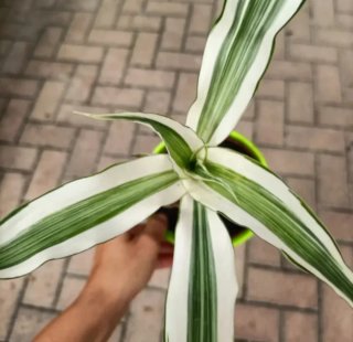 Dracaena Fragrans 25-50cm