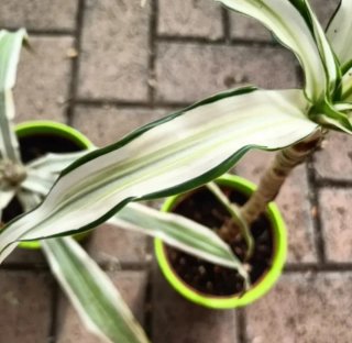 Dracaena Fragrans 25-50cm
