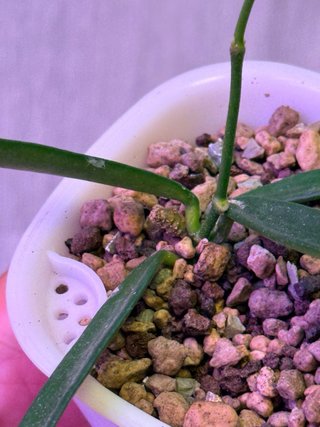 Hoya shepherdii