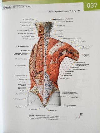 Sobotta atlas de anatomia humana