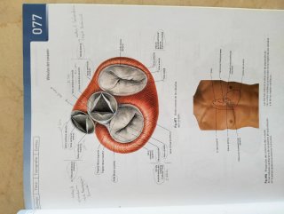 Sobotta atlas de anatomia humana