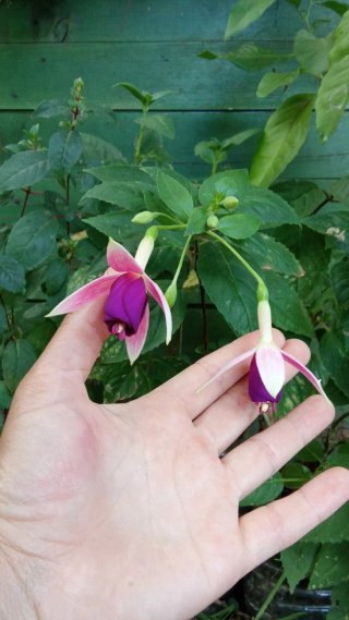 Fucsias para otoño-invierno