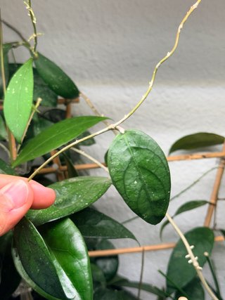 Planta Hoya Tequila Sunrise
