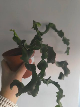 Epiphyllum guatemalense monstruosa