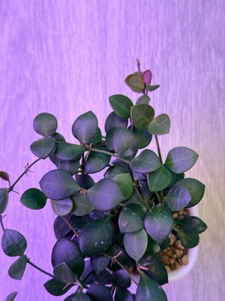 Hoya Carmelae