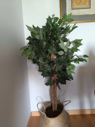 Ficus artificial
