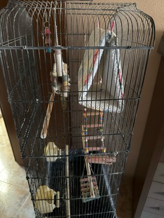 Jaula para pájaros grande con accesorios
