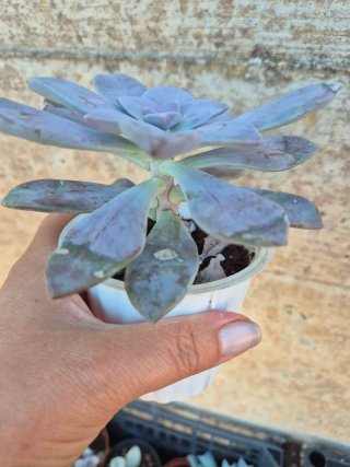 Graptopetalum Superbum