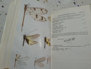 Guía de campo de los insectos de España y de Eu...