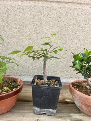 Lote 5 bonsáis Celastrus Cornus olmo boj evonimo