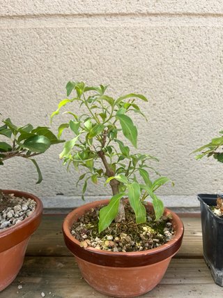 Lote 5 bonsáis Celastrus Cornus olmo boj evonimo