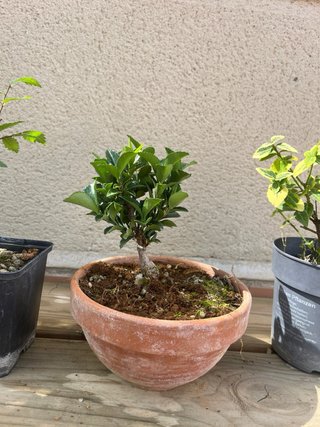 Lote 5 bonsáis Celastrus Cornus olmo boj evonimo
